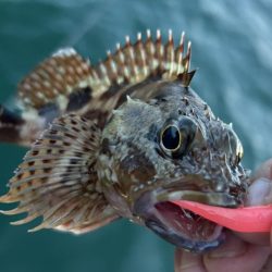 オオモン&ガッシー