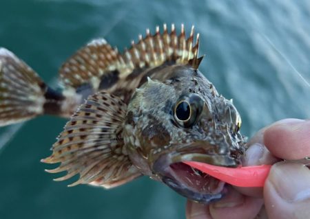 オオモン&ガッシー