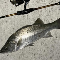 キビレにセイゴ！