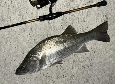 キビレにセイゴ！