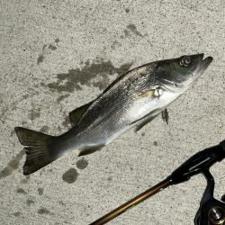 クリアでもセイゴ！