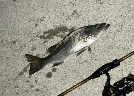 クリアでもセイゴ！