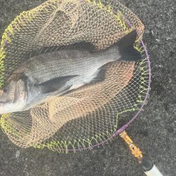 夕まずめサイト黒鯛