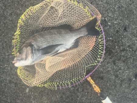 夕まずめサイト黒鯛