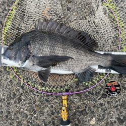 サイト黒鯛練習