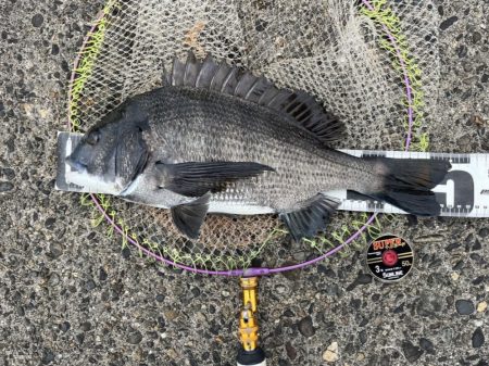 サイト黒鯛練習