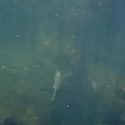 日中スケスケ黒鯛