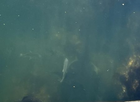 日中スケスケ黒鯛