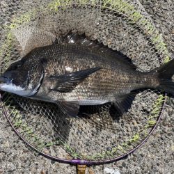 ヘチさぐる黒鯛