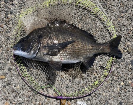 ヘチさぐる黒鯛