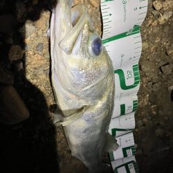 キビレに始まり歳無しで終わる