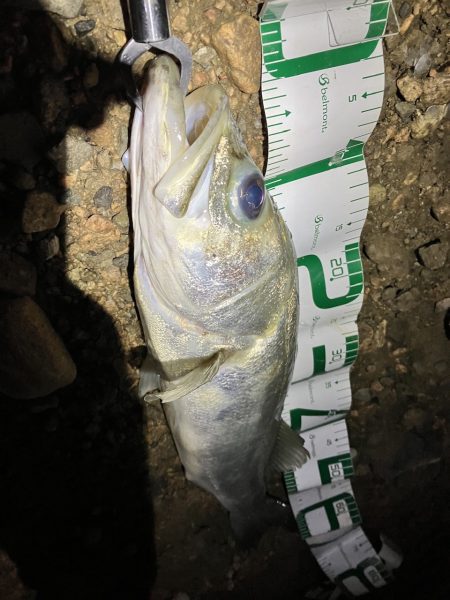 キビレに始まり歳無しで終わる