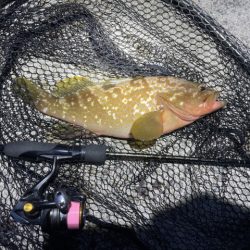 2023 佐渡ヶ島 ライトゲーム&キジハタゲーム 8月14日