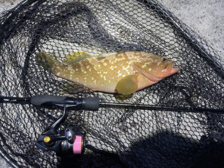 2023 佐渡ヶ島 ライトゲーム&キジハタゲーム 8月14日