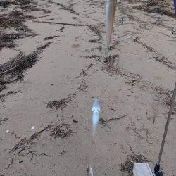 三重で初キス釣行