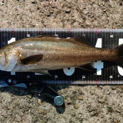 ぶら台風後調査!!