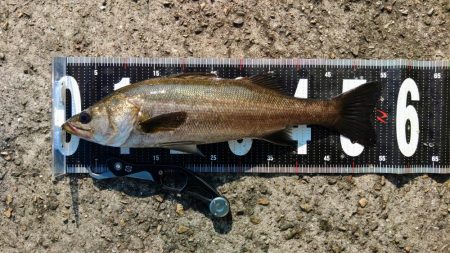 ぶら台風後調査!!