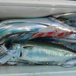 泉州丸　釣果