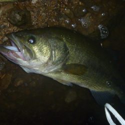 夏のバスフィッシング