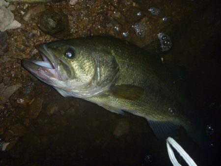 夏のバスフィッシング