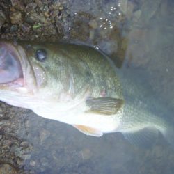 濁りバス その２