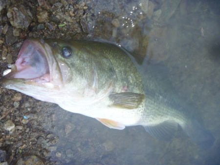 濁りバス その２