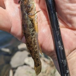 旧中川 ハゼ 今季は難しい