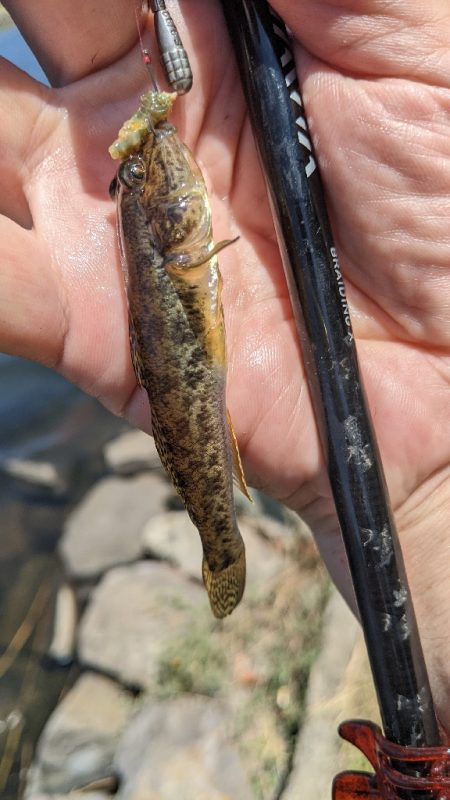 旧中川 ハゼ 今季は難しい