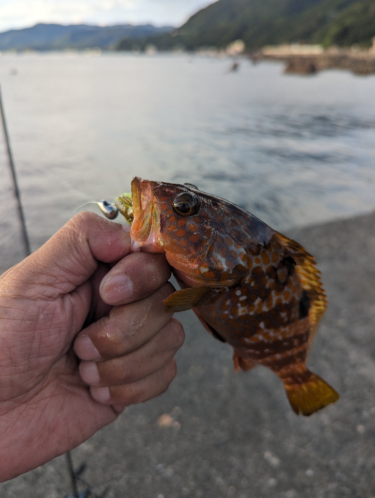 陸っぱり釣行記