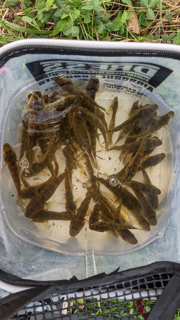 旧中川 ハゼ釣果