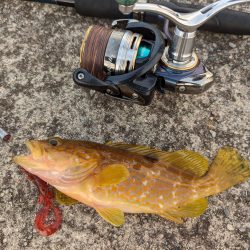 エギング、ハタゲーム