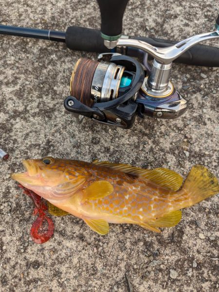 エギング、ハタゲーム