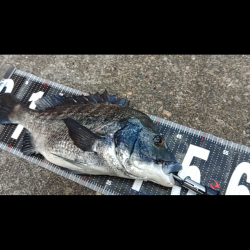 ぶら河川岸壁調査!