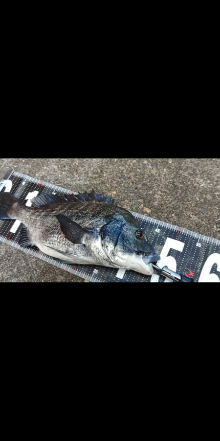 ぶら河川岸壁調査!