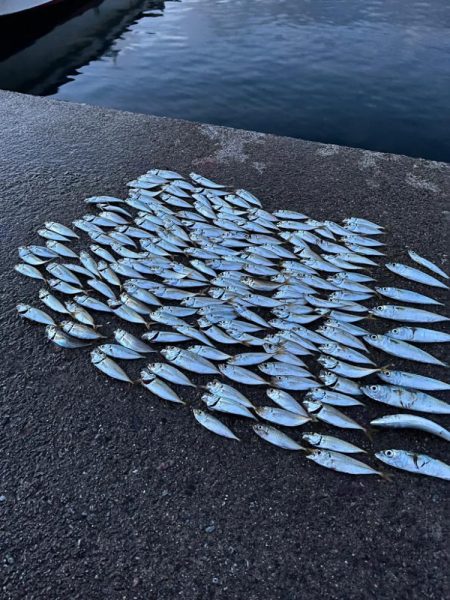 須磨でサビキ釣り