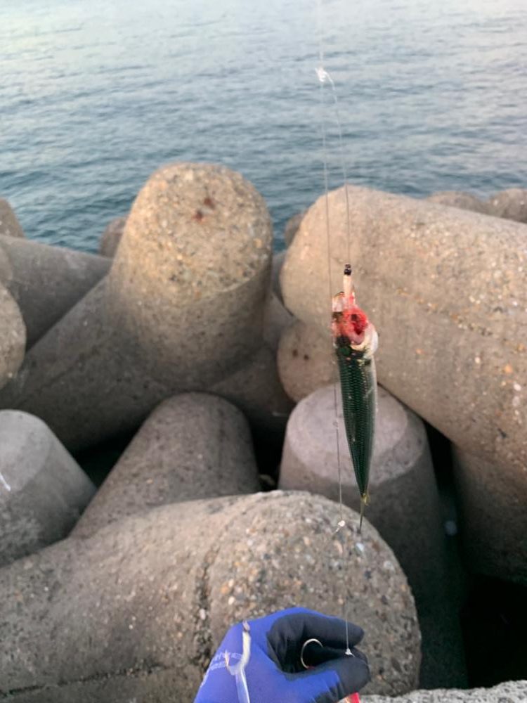 逃した魚はでかい