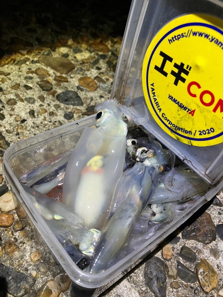 ケンサキ釣り10日目(^｡^)