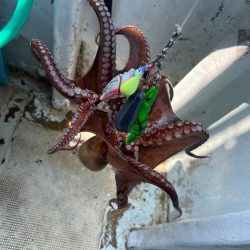 明石タコ釣り後半戦🐙