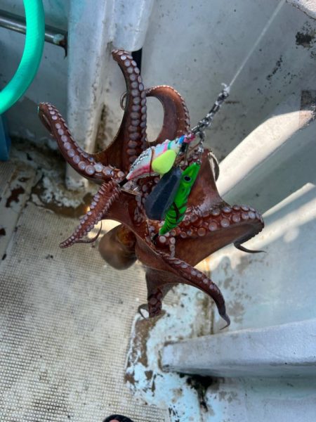 明石タコ釣り後半戦🐙