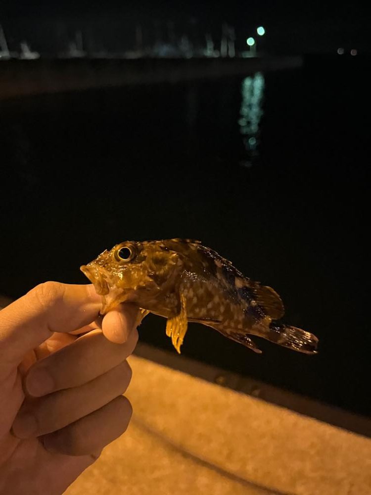 パワーイソメでカサゴメバル狙いin垂水漁港