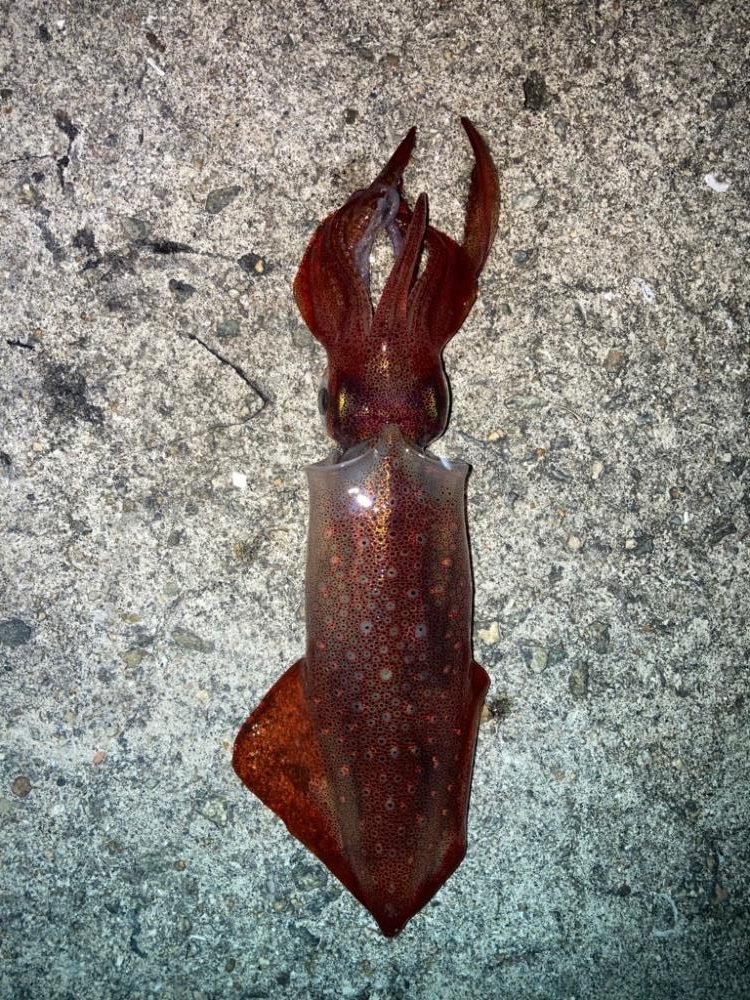 2023ライトゲーム第29戦