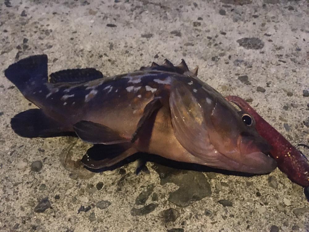 【タコフィネス】アコウ + ガシラ + タコ