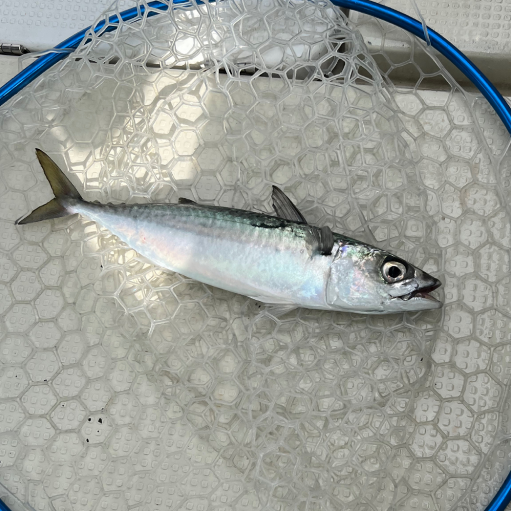 タチウオ/タチウオジギング&豚サバ/サビキ&メジロ/ジギング