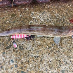 キシイチSPで表層サゴシ祭りにゃ