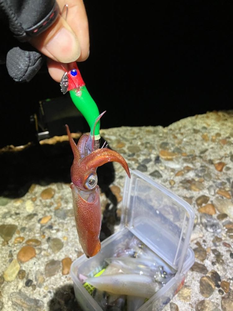 ケンサキ調査4日目(^-^)