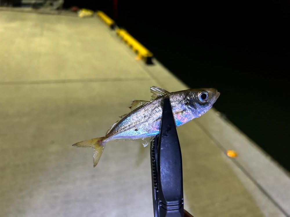 糸島でアジング