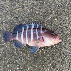 初めて釣りました。