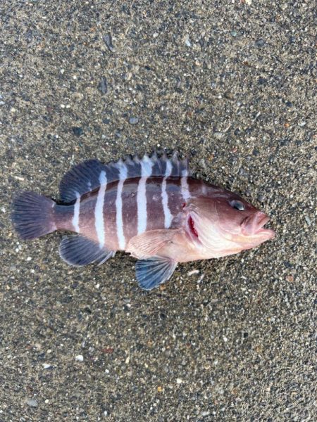 初めて釣りました。