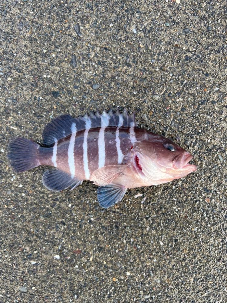 初めて釣りました。