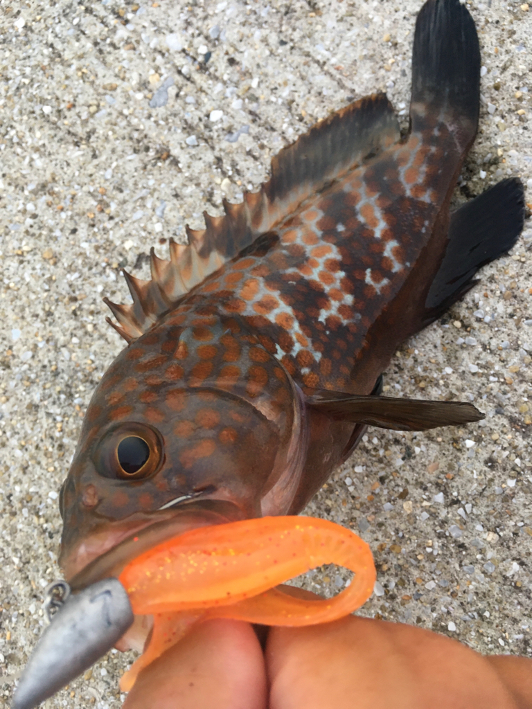 【タコフィネス】タコ計1.6kg ＋ アコウ小1 ＋ ガシラ複数